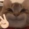 🐱🐈 GATITOS 🐈🐱 6