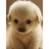 Dogs Funny Faces 15