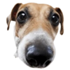 🐶🐾Perrito Timmy🐾🐶 10