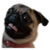 ☆funny pets 15