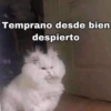 Temprano desde bien
despierto