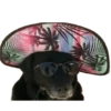 Macacos 17