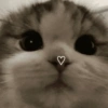 🤗💞 Gatos Tiernos 💞🤗 7