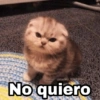 @Harley Stickers No quiero