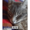 zzzz