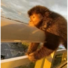Monkey Stickers 1 12