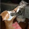 GATOS LOCOS 2 13