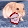 🌈🐹✨️Hamster Funny Mood✨️🐹🌈 18