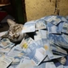 Cat meme 17