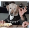 Dogs Funny Faces 18