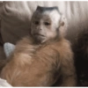 Monkey Stickers 1 29