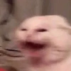 Gatitos Y Randoms  7