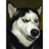 Dogs Funny Faces 8