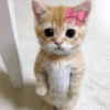 🤗💞 Gatos Tiernos 💞🤗 21