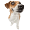 🐶🐾Perrito Timmy🐾🐶 15