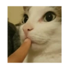 Сумасшедшие кошки 1 7