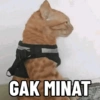 Bakekok kucing⋆˚🐾˖° 5