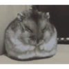 🌈🐹✨️Hamster Funny Mood✨️🐹🌈 15