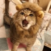 Сумасшедшие кошки 1 16