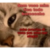 Memes de gatinhos 14