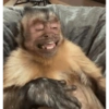 Monos graciosos🤓 7
