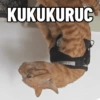 Bakekok kucing⋆˚🐾˖° 6