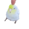 Birds 2.0 9