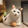 Cat meme 5