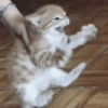 Gatinhos engraçados😹 9