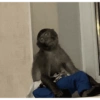 Monos graciosos🤓 6