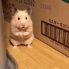 🌈🐹✨️Hamster Funny Mood✨️🐹🌈 17