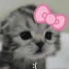 🤗💞 Gatos Tiernos 💞🤗 13