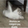 Memes de pelos  10
