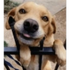 Dogs Funny Faces 22