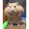 CC
