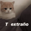 Gatitos amorosos 😺💘🥰 10
