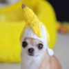Perritos Cute 13