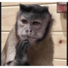 Monkey Stickers 1 5