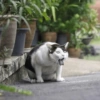 Cat meme 28