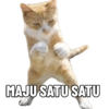 Meme Kucing  11