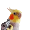 Birds 2.0 25