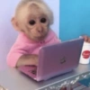 Macacos. | @ocenferios  Haki. 12