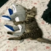 Gatos 27