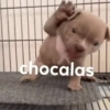 Perritos Cute 14