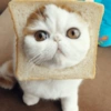 GATOS LOCOS 2 30