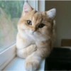 GATOS LOCOS 2 14