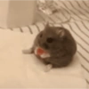 🌈🐹✨️Hamster Funny Mood✨️🐹🌈 20