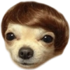☆funny pets 9