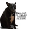 Perritos Cute 10