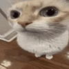 Gatinhos engraçados😹 11